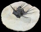 Dicranurus Trilobite - Atchana, Morocco #51859-1